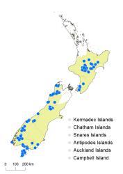 Gleichenia alpina distribution map based on databased records at AK, CHR and WELT, and supplemented with selected OTA records.
 Image: K. Boardman © Landcare Research 2015 CC BY 3.0 NZ